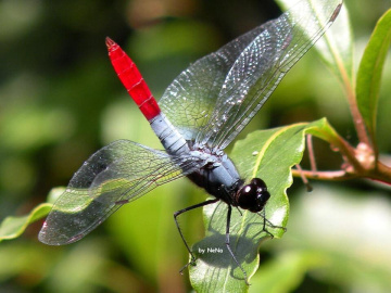 Libélula