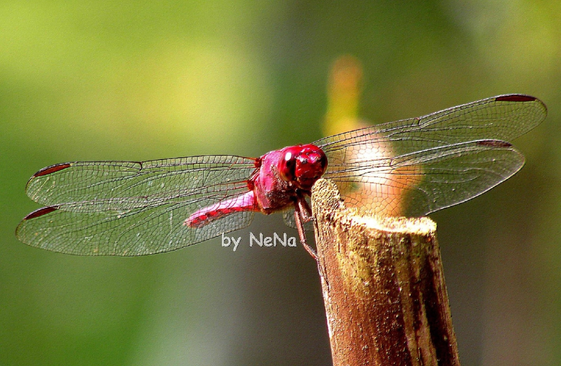Dragonfly