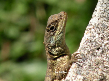 Lagartixa