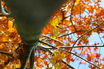 Sonbahara Bakış - Autumn Perspective