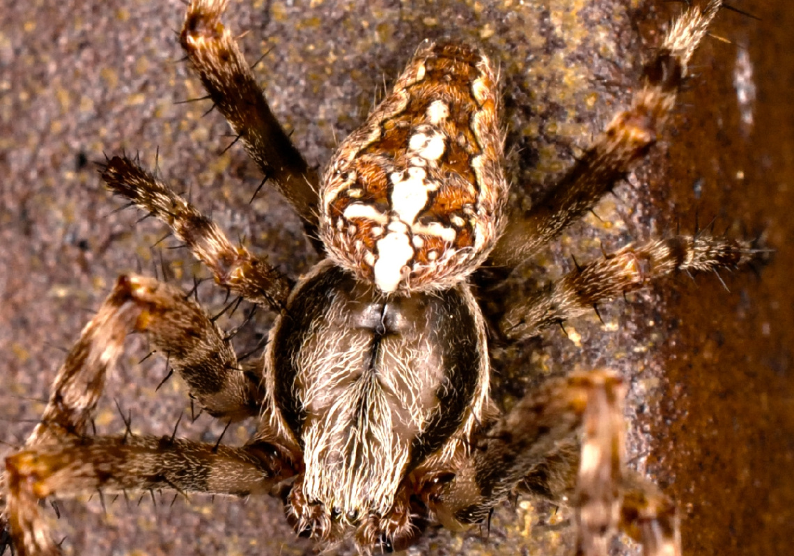 Spider
