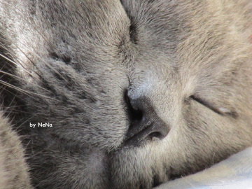 Sleep