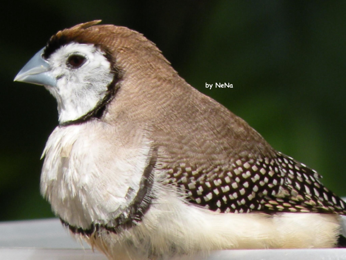 Little Bird