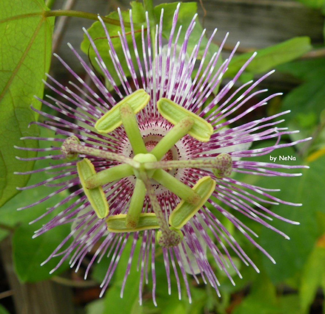 Flor de Maracujá 