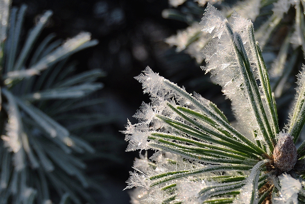 Nature's Caprices