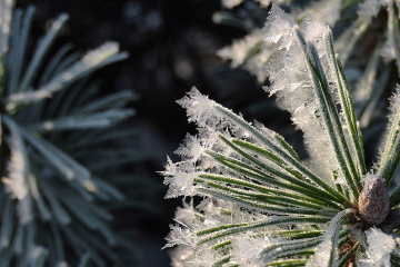 Nature's Caprices