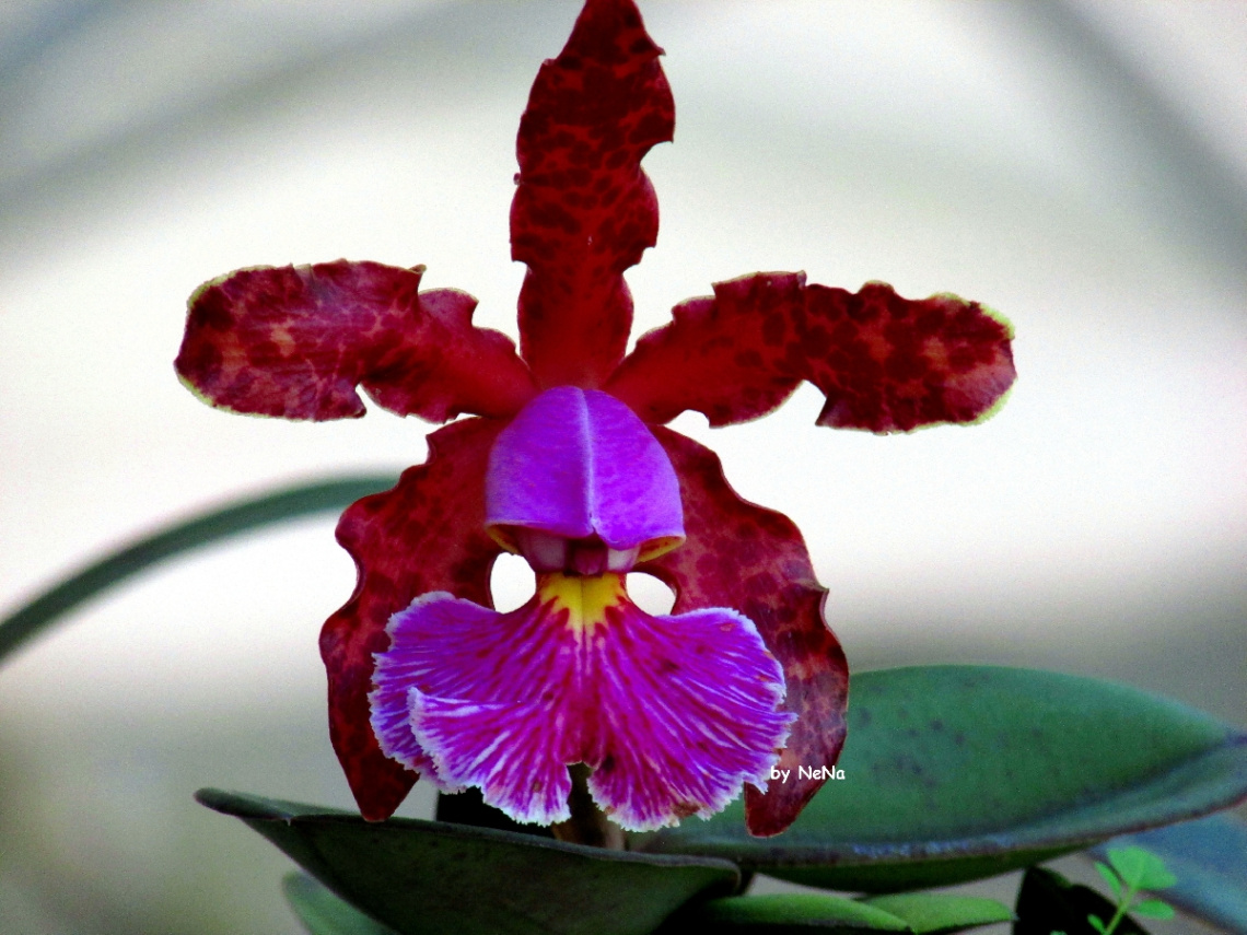 Orchid