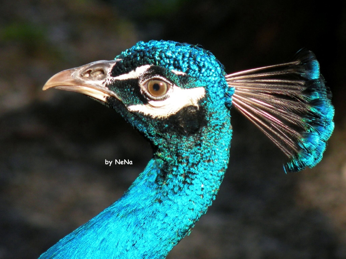 Pavão 