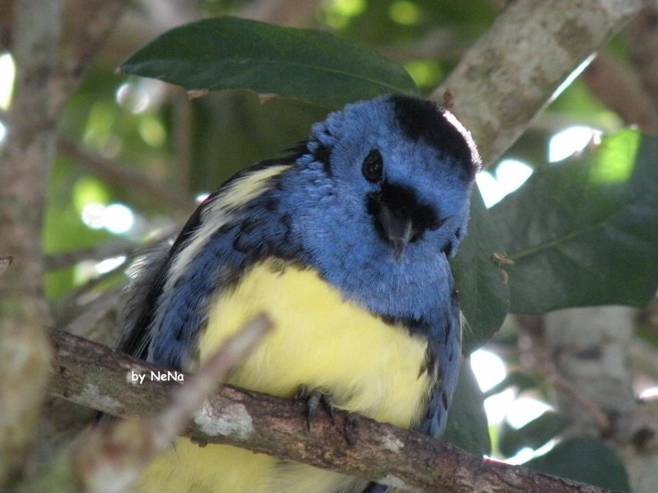 Honeycreeper