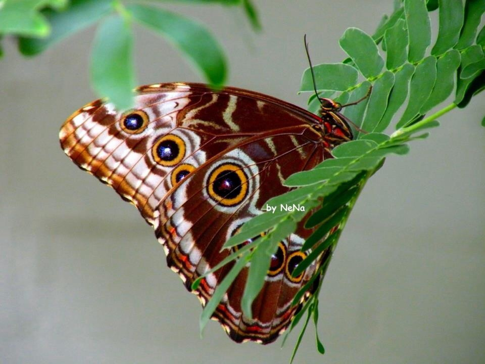 Blue Morpho