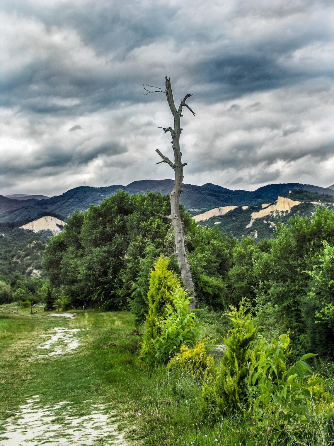 The tree