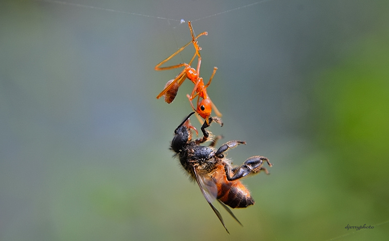 ant vs bee