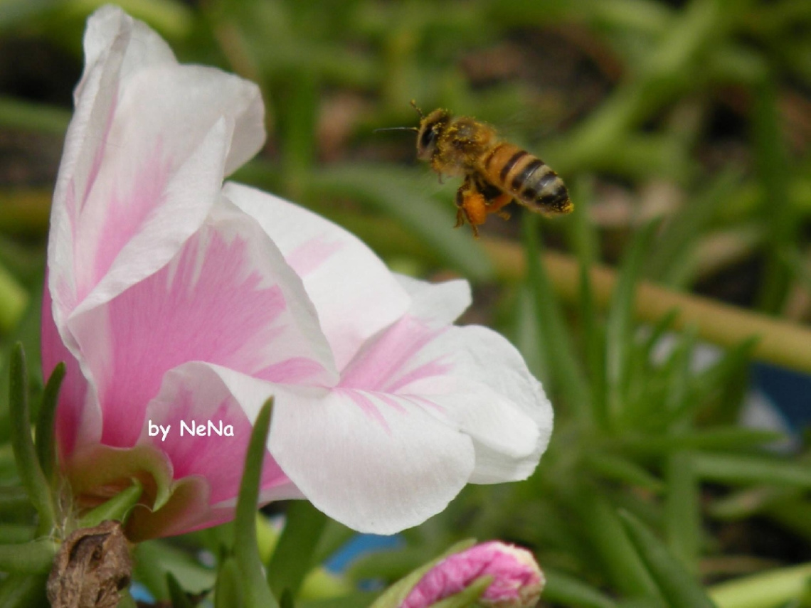 Bee
