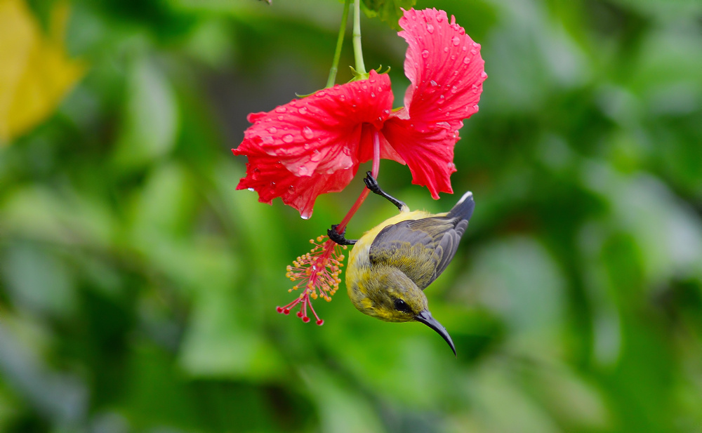 another pose Sun Bird
