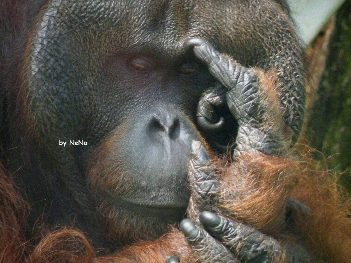 Thinking