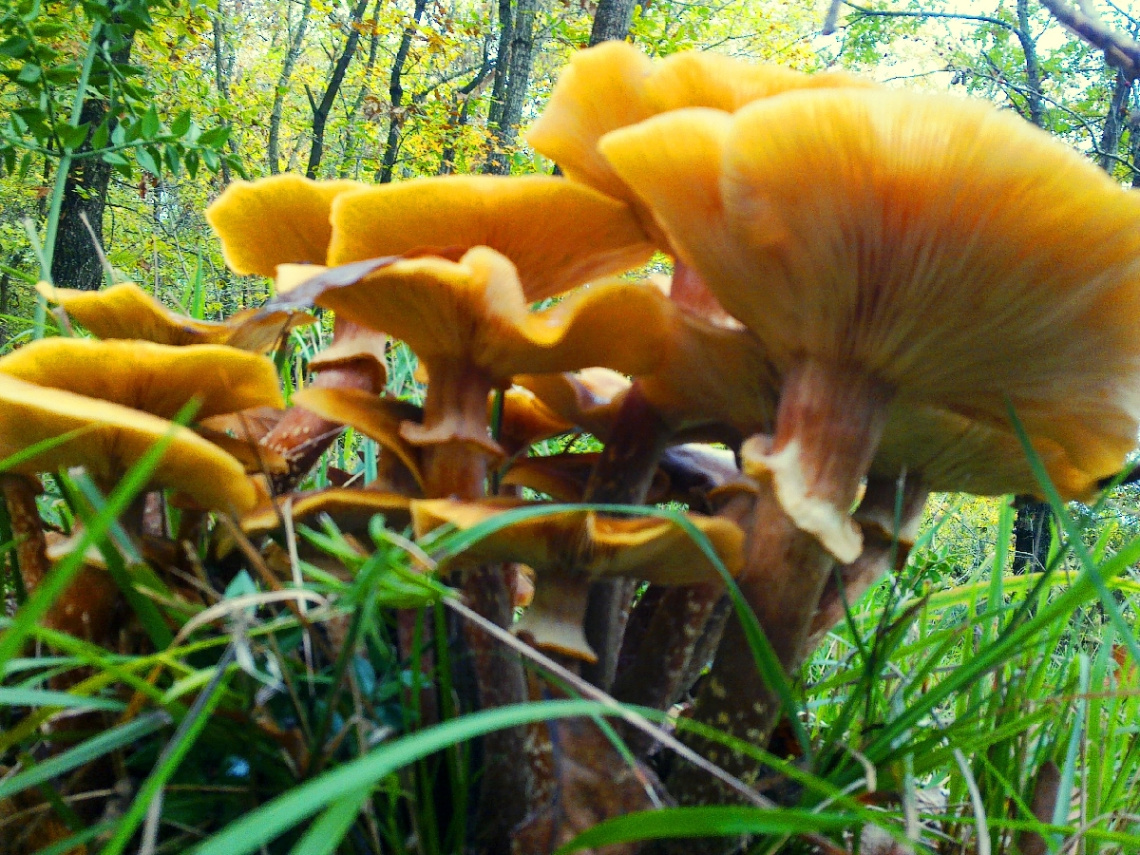 mushrooms