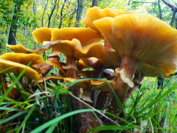 mushrooms