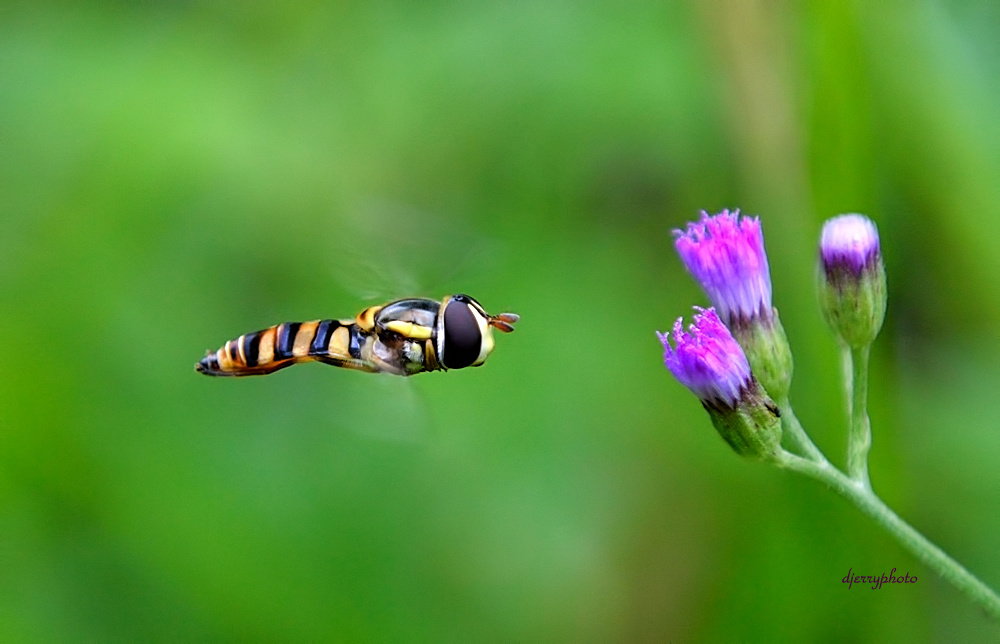 leading to purple flowers