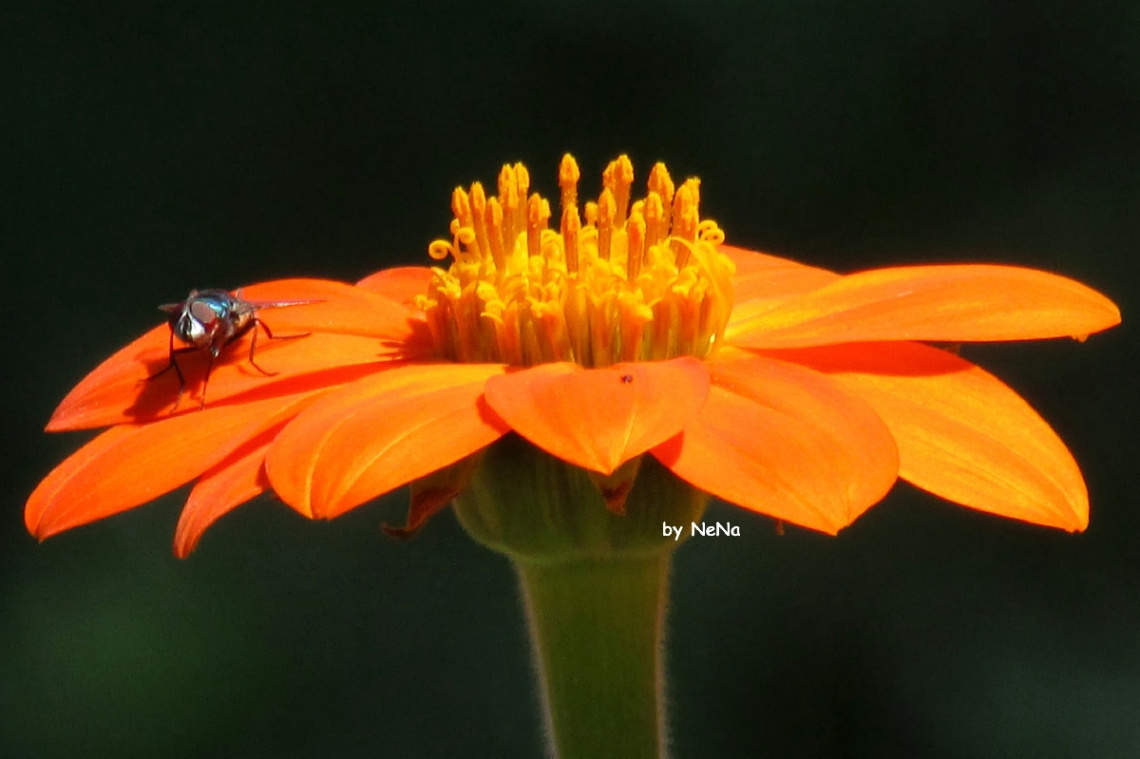 About Flower 