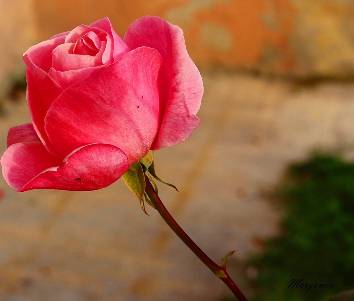 Rose
