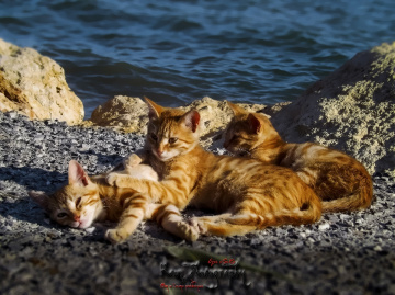 Mutlu Aile