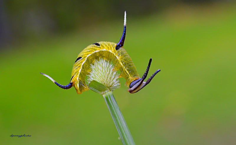 Green Caterpillar