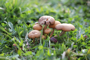 Fungus