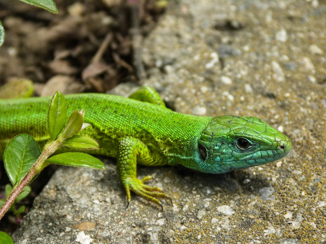 Lizard