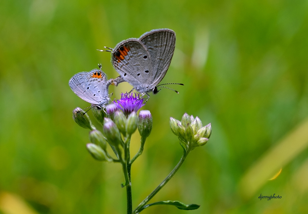 Flower Of Love