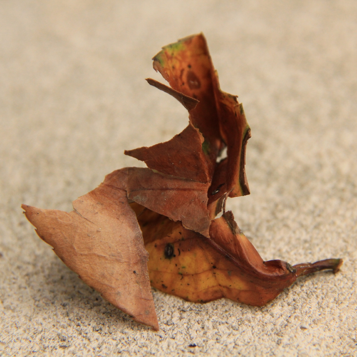 autumn
