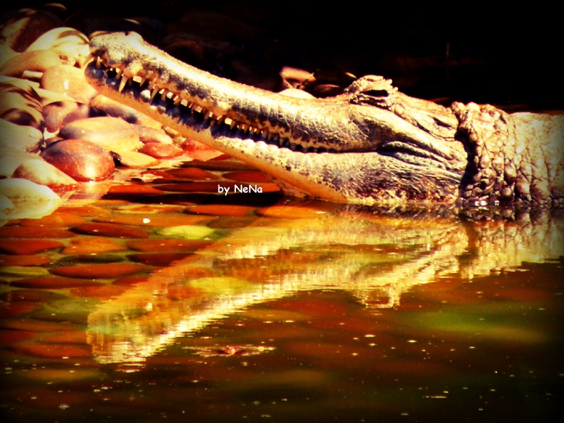 Reflectiam