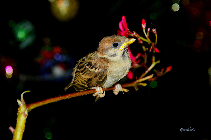Sparrow