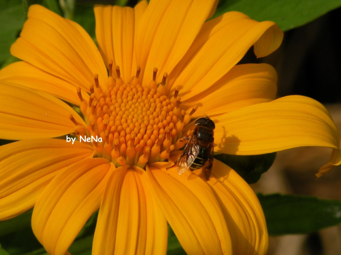 Bee