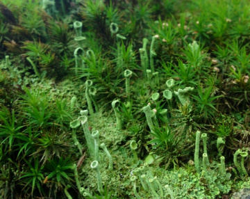 Green world