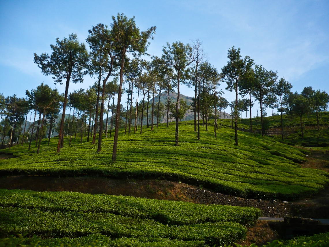 green tea