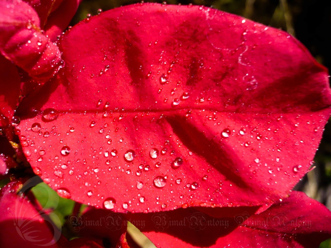 water drops