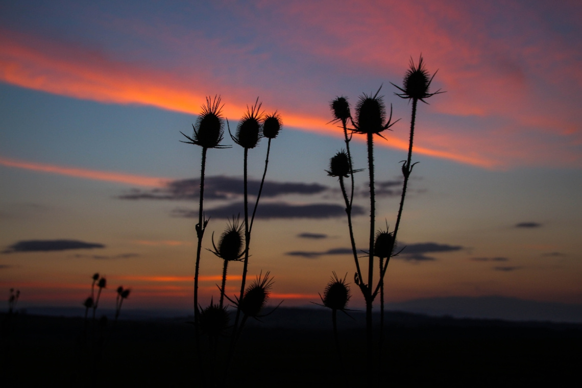 silhouettes