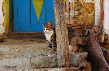 kitty