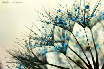 Dandelion in drop