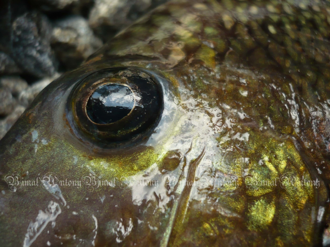 fish eye