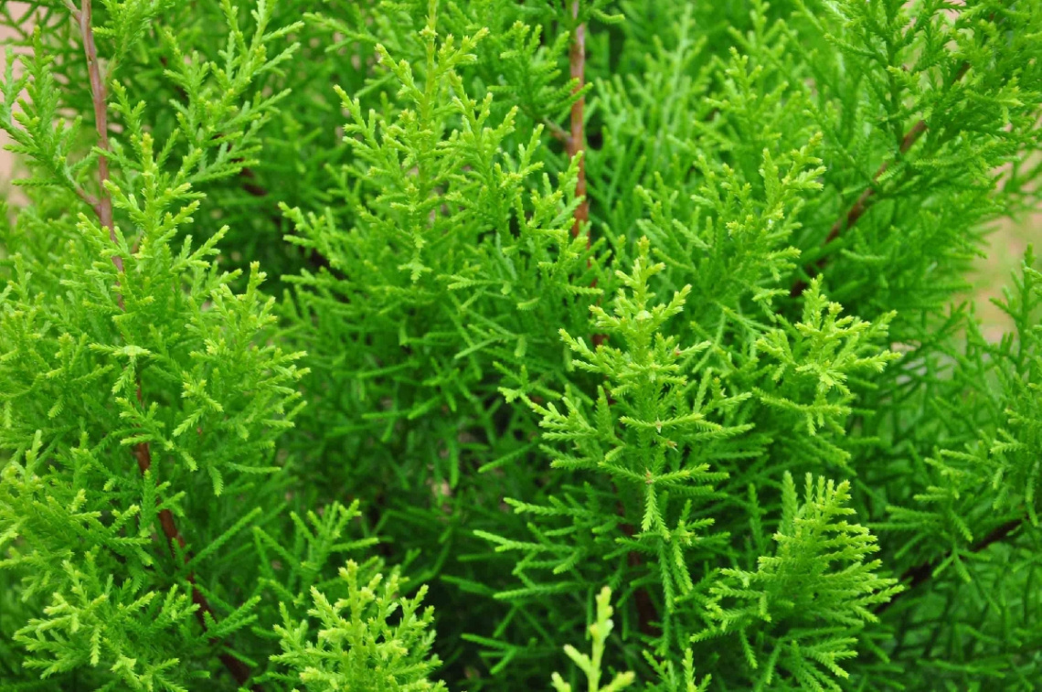 green