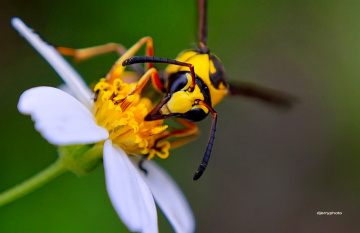 Yellow Jacket