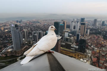 A Bird's Eye View of Istanbul