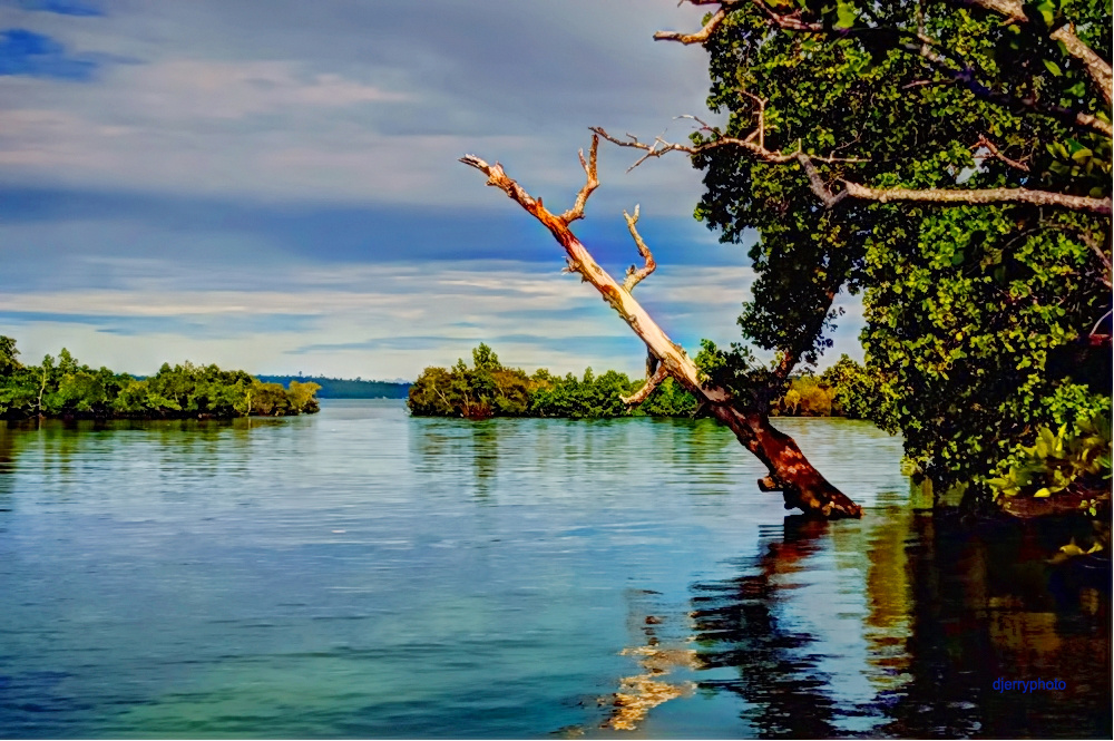 Coastal mangroves