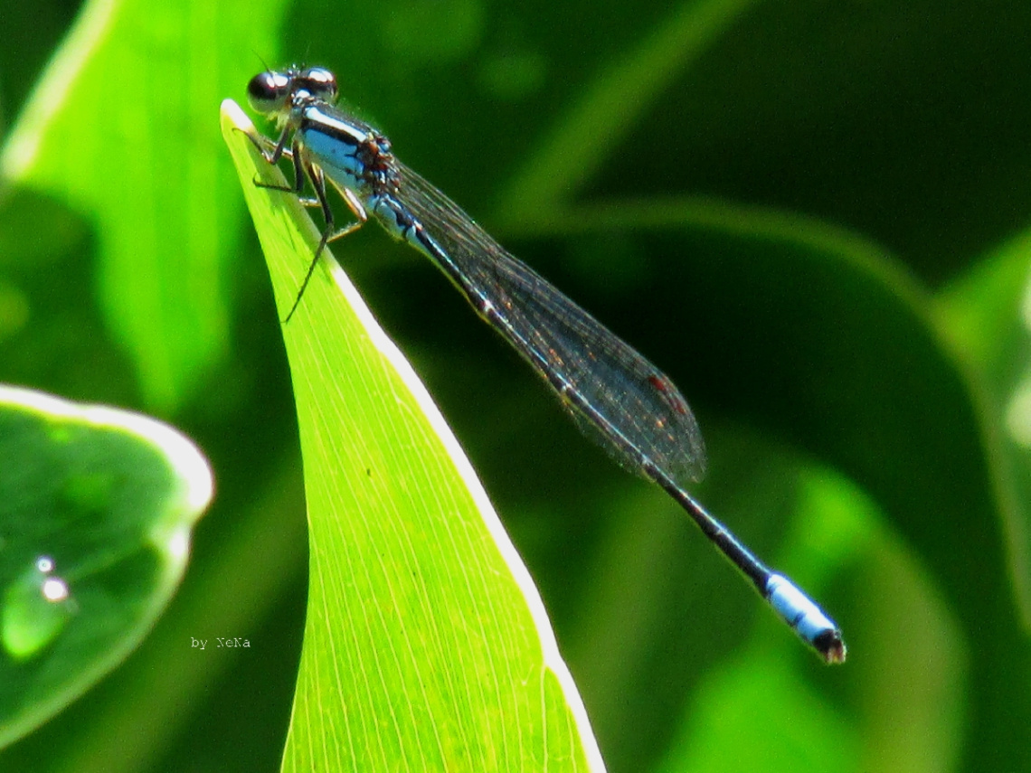 Líbelula Blue
