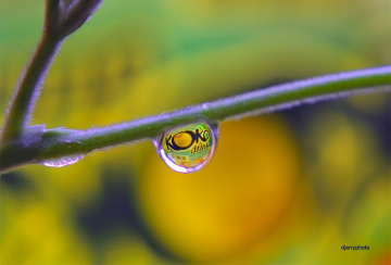 Dew lemon taste