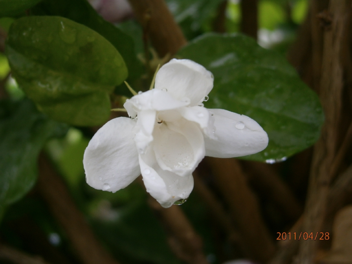 茉莉花