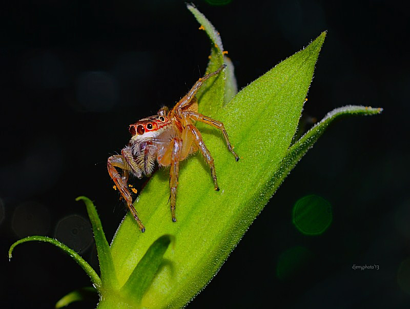 Spider #2