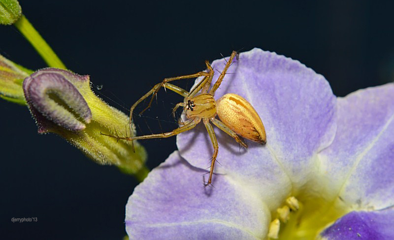 Spider