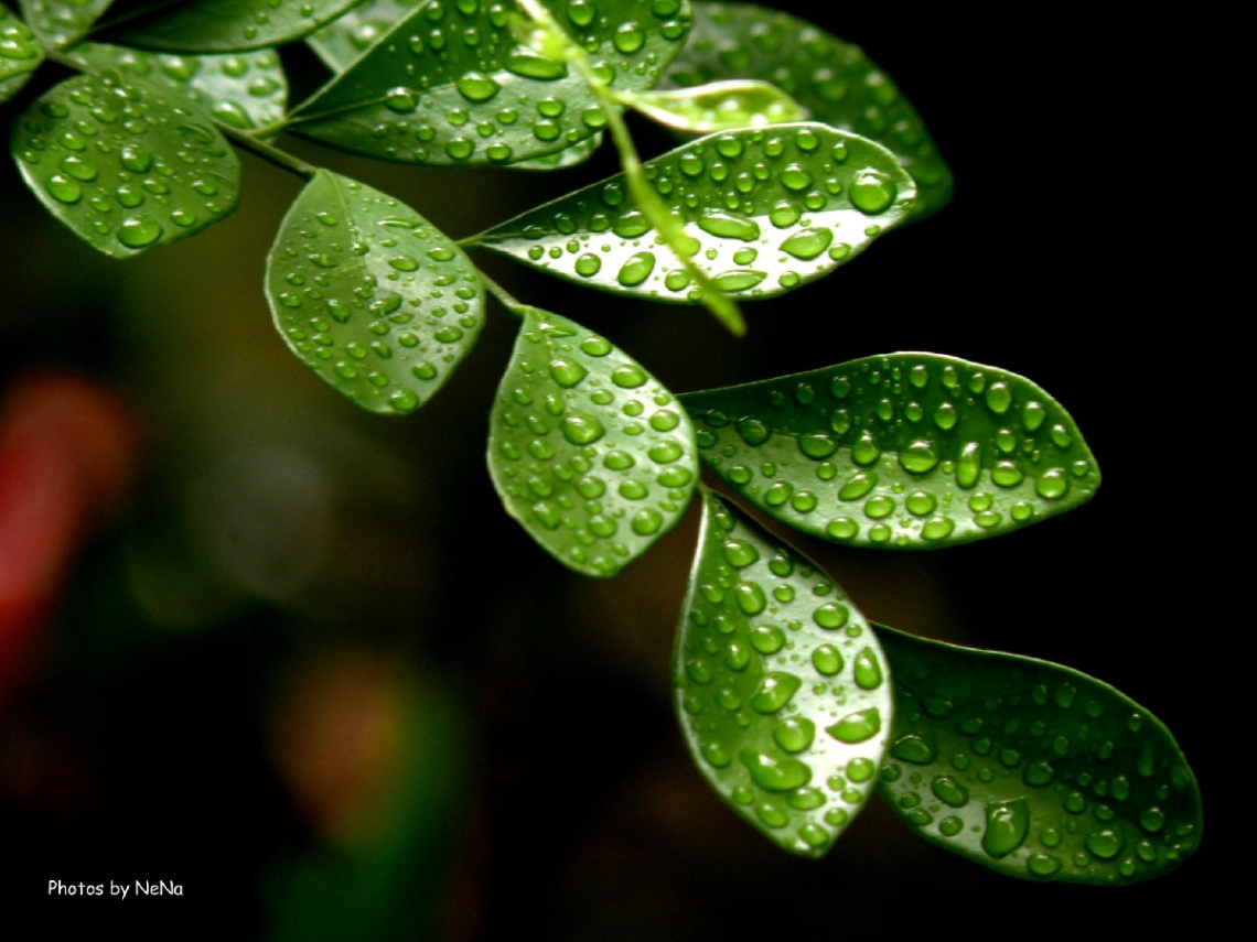 Raindrops
